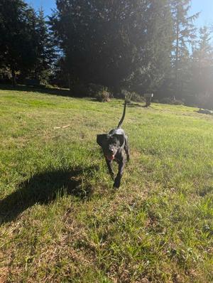 Charlotte, Pit Bull Terrier / Affenpinscher, puppy, available for adoption