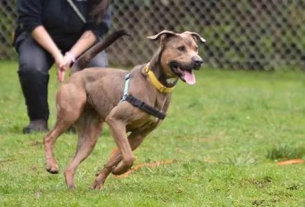 A brown dog with a yellow collar and a black harness runs across a grassy field, with a person in dark clothing crouched behind it.