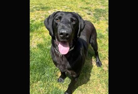 Newman, Labrador Retriever / Affenpinscher, adult, available for adoption