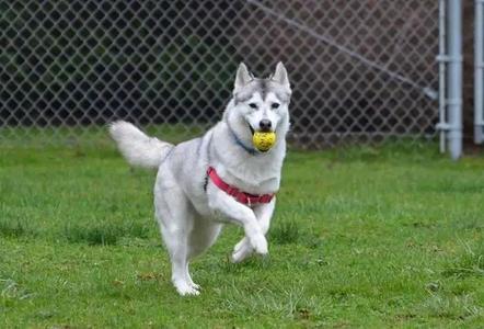 Figgy OHD-248-25, Husky, adult, available for adoption