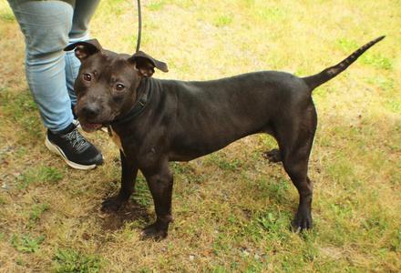 Skye, Pit Bull Terrier / Affenpinscher, adult, available for adoption
