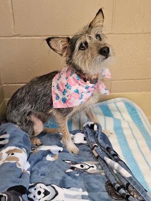 A small dog wearing a pink bandana with blue flowers, standing on a blue blanket with dog patterns.