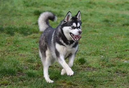 A husky dog is running on green grass with its tongue out.