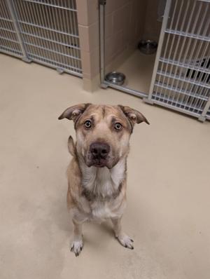 A brown and white dog sitting on a concrete floor in a kennel, looking up at the camera.