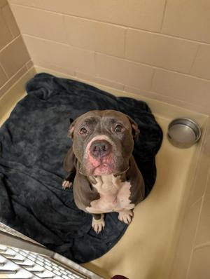 Tank, American Bulldog, adult, available for adoption
