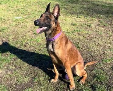 Astro, Belgian Shepherd / Malinois, adult, available for adoption
