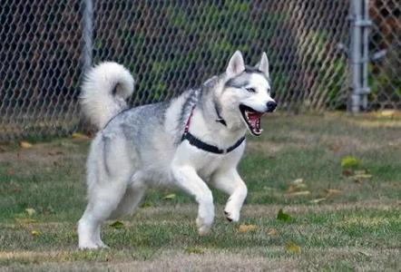 A husky dog running in a grassy area with a chain link fence in the background.