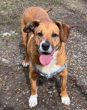 Lola, Australian Shepherd / Pit Bull Terrier, senior, available for adoption