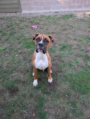 A brown and white boxer dog sitting on grass, looking up at the camera.