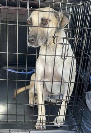 Josey, Black Mouth Cur, adult, available for adoption