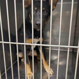 Jimma, Mixed Breed, young, available for adoption