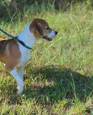 A brown and white dog wearing a blue collar and leash, standing in a grassy field.