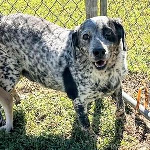 Neil, Australian Cattle Dog / Blue Heeler / Beagle, adult, available for adoption
