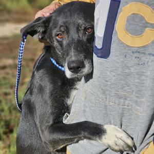 Midnight, Labrador Retriever, adult, available for adoption