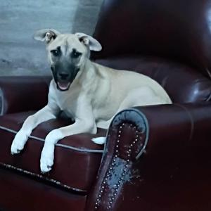 A light-colored dog with a black muzzle and ears is lying on a brown leather couch. The dog has a happy expression and is looking directly at the camera.