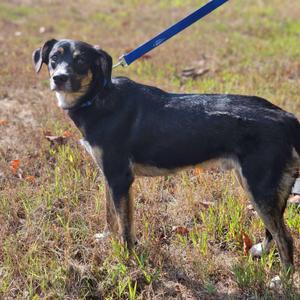 A black and tan dog standing on a grassy field, wearing a blue leash.