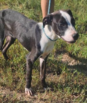 a black and white dog standing on grass