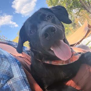 Remy, Black Labrador Retriever, young, available for adoption
