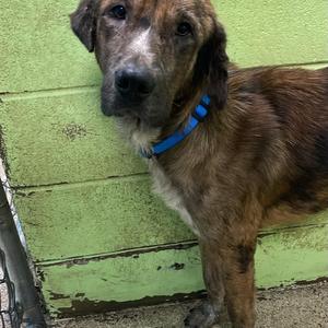 Doc, Shepherd, adult, available for adoption