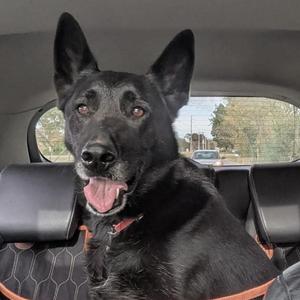black dog sitting in a car
