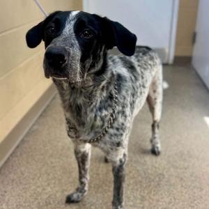Riggs, Australian Cattle Dog / Blue Heeler, young, available for adoption