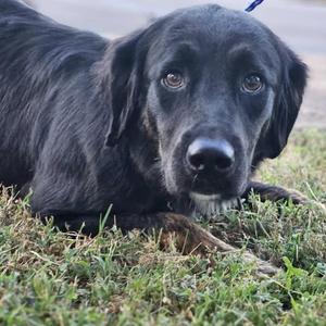 A black dog with long fur lying on grass, looking directly at the camera.