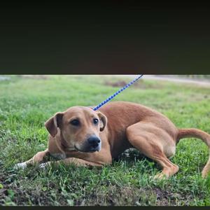 A brown dog lying on the grass with a blue leash attached to its collar.