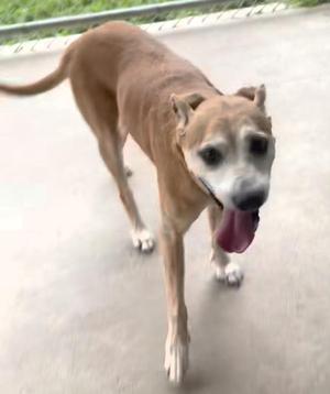 A brown dog with a white muzzle and paws, standing on a concrete surface, with its tongue out and tail raised.
