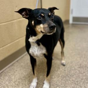 Oreo, Rat Terrier, adult, available for adoption