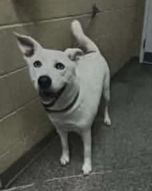 A white dog with a black collar standing in a corner