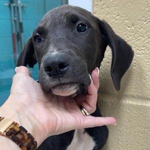 Flynn, Mountain Cur / Hound, young, available for adoption