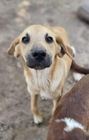 A close-up of a light brown dog with floppy ears and a black nose, looking directly at the camera. The dog has a white patch on its chest and is standing on a dirt ground.