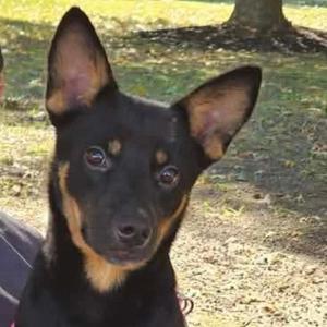 Jemma, Shepherd, young, available for adoption