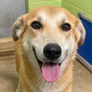 Anna, Husky / Great Pyrenees, adult, available for adoption