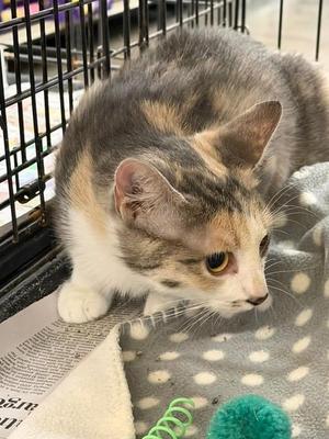 Alexandra, young, available for adoption