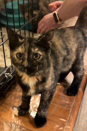 Edalyn, kitten, available for adoption
