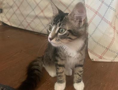 Allie, kitten, available for adoption