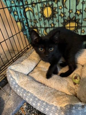 Gunner, kitten, available for adoption