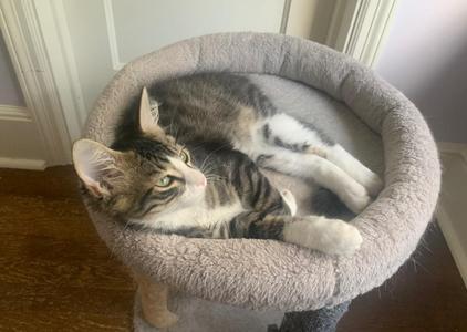 Clemmie, kitten, available for adoption