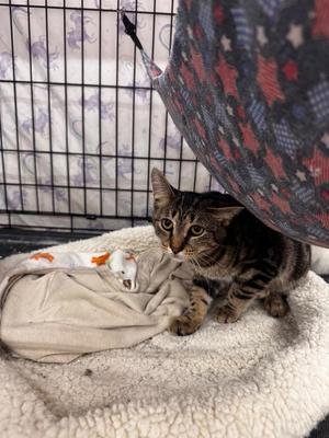 Classic, young, available for adoption