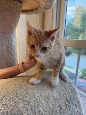 A small orange tabby kitten sitting on a cat tree, being petted by a person's hand.