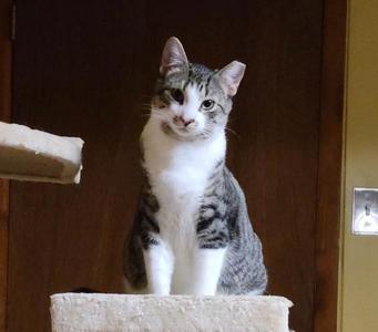 Cattywampus / Spunky, adult, available for adoption