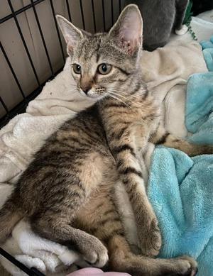 Delilah, young, available for adoption