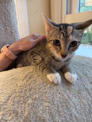 Crosley, kitten, available for adoption