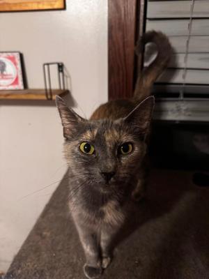 Clover, young, available for adoption