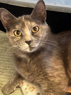 Esme, young, available for adoption