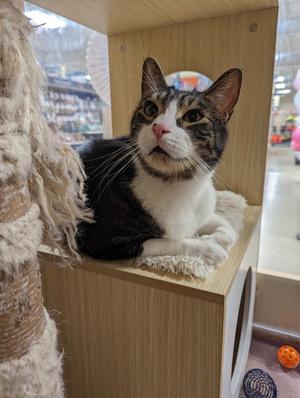 Eli, senior, available for adoption