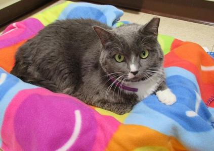 Dixie, adult, available for adoption