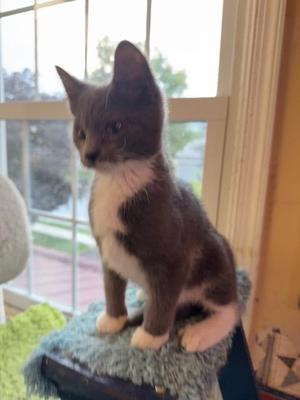 Caspian, kitten, available for adoption