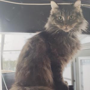 A fluffy, long-haired cat with a mix of brown and black fur, sitting upright and looking directly at the camera. The cat has large, expressive eyes and a slightly scruffy appearance, with its ears perked up. The background appears to be an indoor setting with a window and some furniture visible.